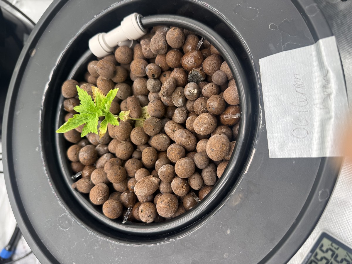 bbs-grow-diaries/blimburnseeds-com/user-40173/bb827b1fdf4fd194