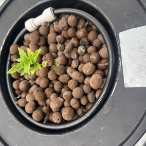 bbs-grow-diaries/blimburnseeds-com/user-40173/bb827b1fdf4fd194