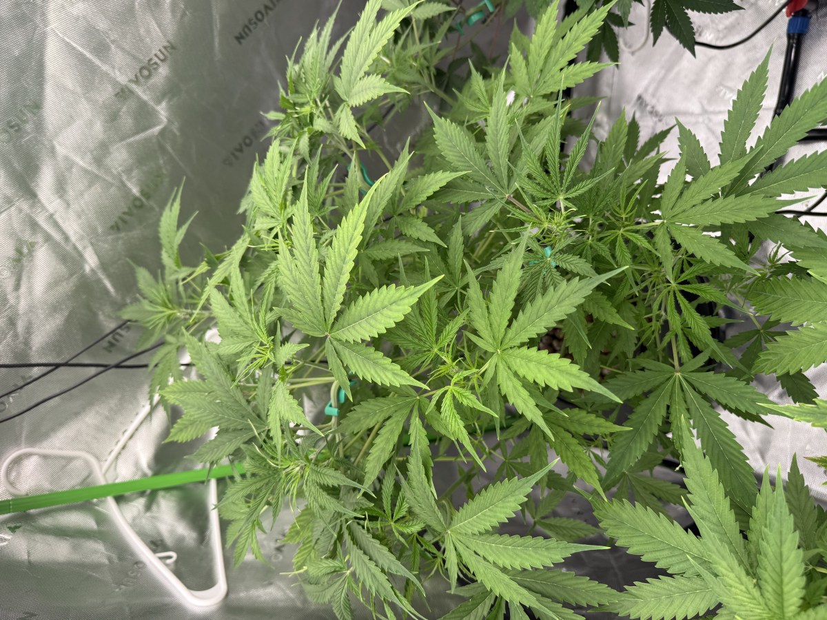 bbs-grow-diaries/blimburnseeds-com/user-40173/bf609f4775c51e10