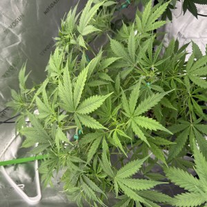bbs-grow-diaries/blimburnseeds-com/user-40173/bf609f4775c51e10