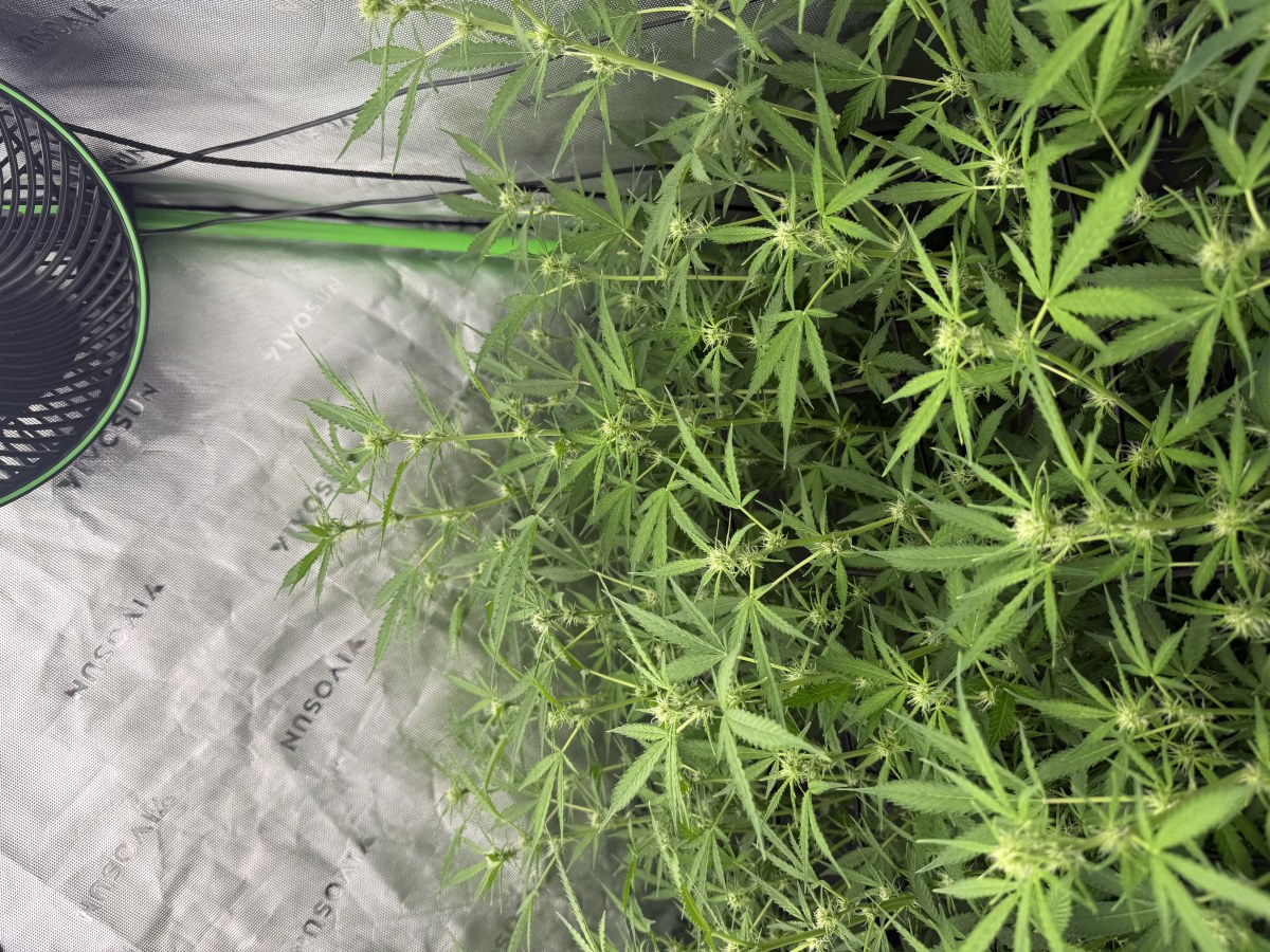 bbs-grow-diaries/blimburnseeds-com/user-40173/c5e378381ca0749b