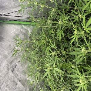 bbs-grow-diaries/blimburnseeds-com/user-40173/c5e378381ca0749b