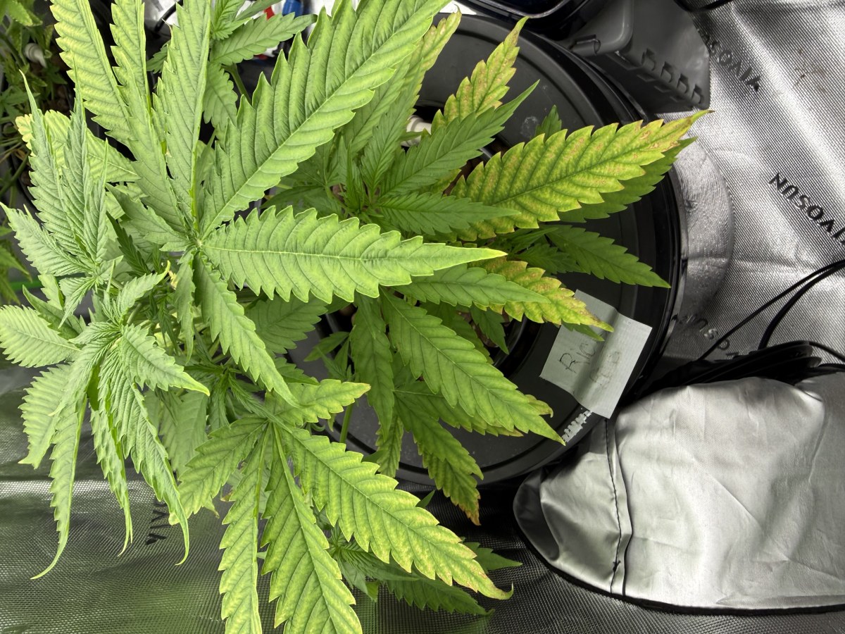 bbs-grow-diaries/blimburnseeds-com/user-40173/c643f9f893088569