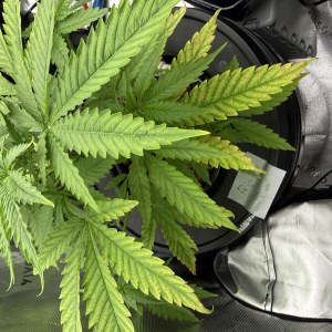 bbs-grow-diaries/blimburnseeds-com/user-40173/c643f9f893088569