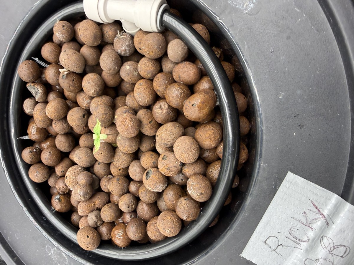 bbs-grow-diaries/blimburnseeds-com/user-40173/c816b2ff8bcd897c