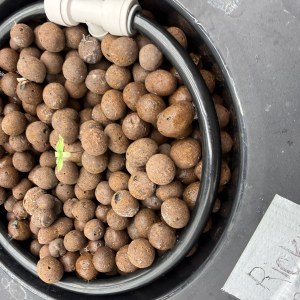 bbs-grow-diaries/blimburnseeds-com/user-40173/c816b2ff8bcd897c