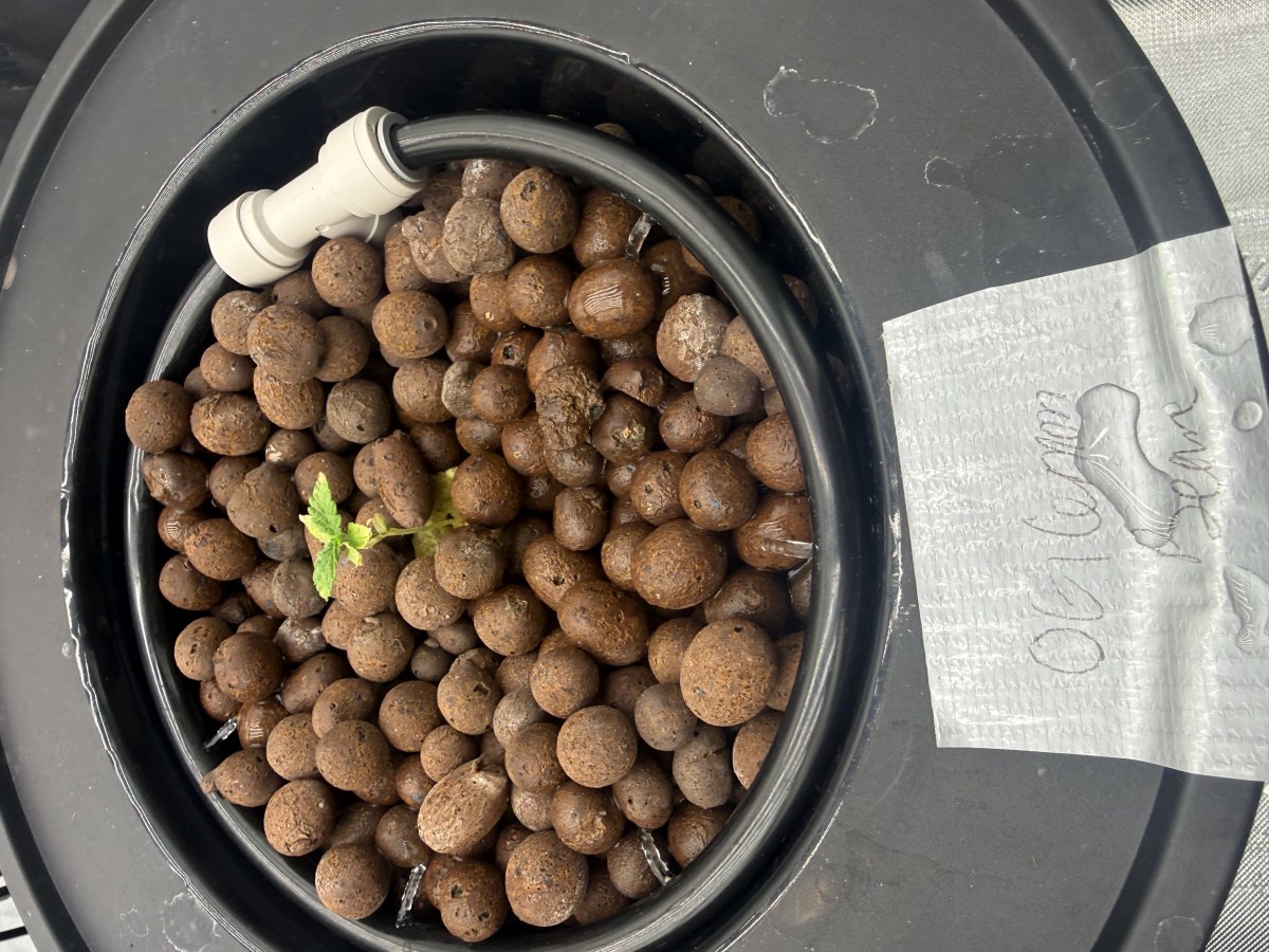 bbs-grow-diaries/blimburnseeds-com/user-40173/cec829254ed9c7c2