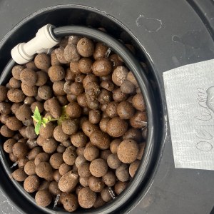 bbs-grow-diaries/blimburnseeds-com/user-40173/cec829254ed9c7c2