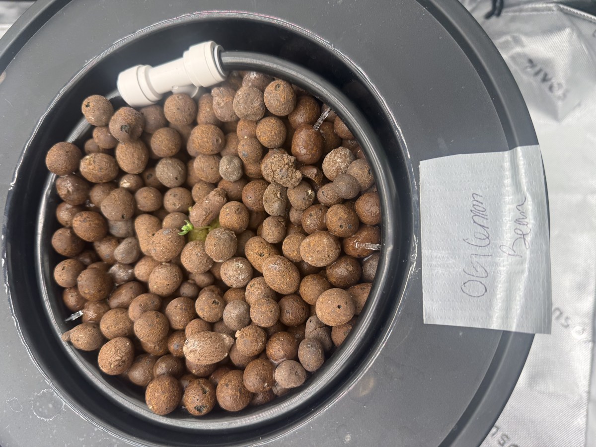 bbs-grow-diaries/blimburnseeds-com/user-40173/d8e667ffe7b1bd56