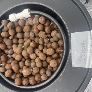 bbs-grow-diaries/blimburnseeds-com/user-40173/d8e667ffe7b1bd56