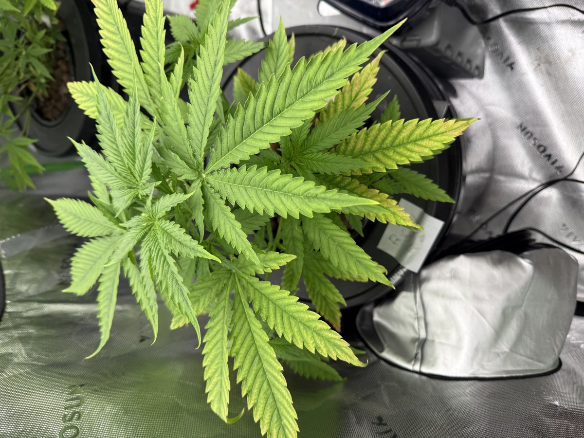 bbs-grow-diaries/blimburnseeds-com/user-40173/da15e72a49762862