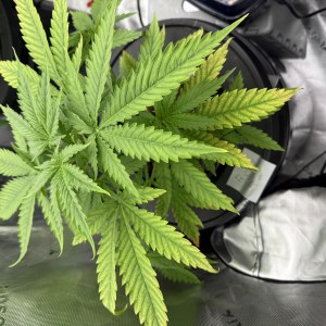 bbs-grow-diaries/blimburnseeds-com/user-40173/da15e72a49762862