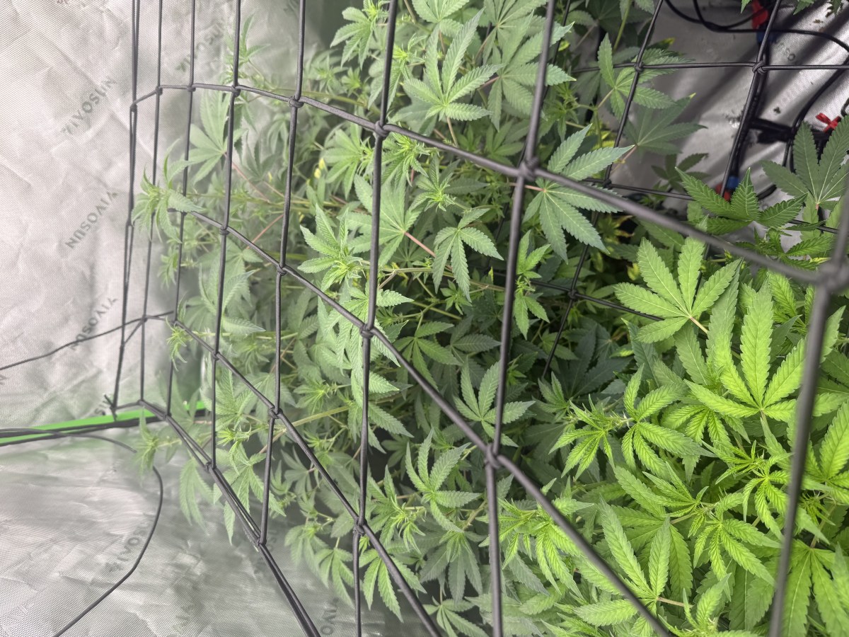 bbs-grow-diaries/blimburnseeds-com/user-40173/db00202e33ff38df