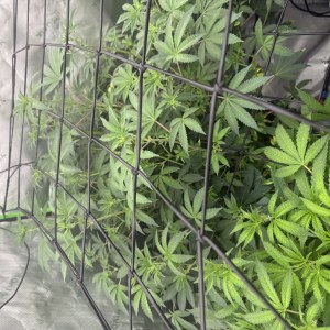 bbs-grow-diaries/blimburnseeds-com/user-40173/db00202e33ff38df