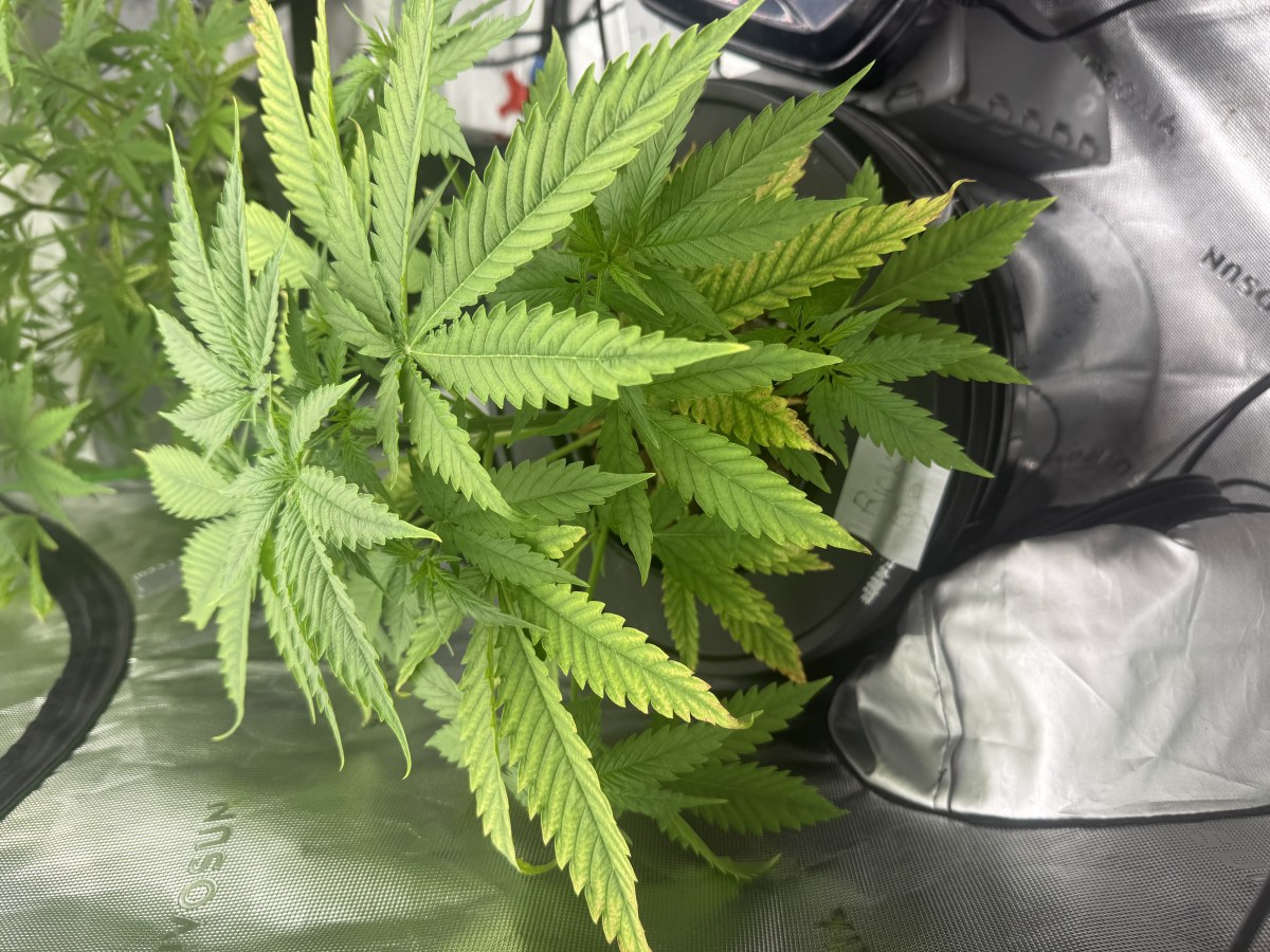 bbs-grow-diaries/blimburnseeds-com/user-40173/e3fe4aca1690db6d