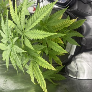 bbs-grow-diaries/blimburnseeds-com/user-40173/e3fe4aca1690db6d