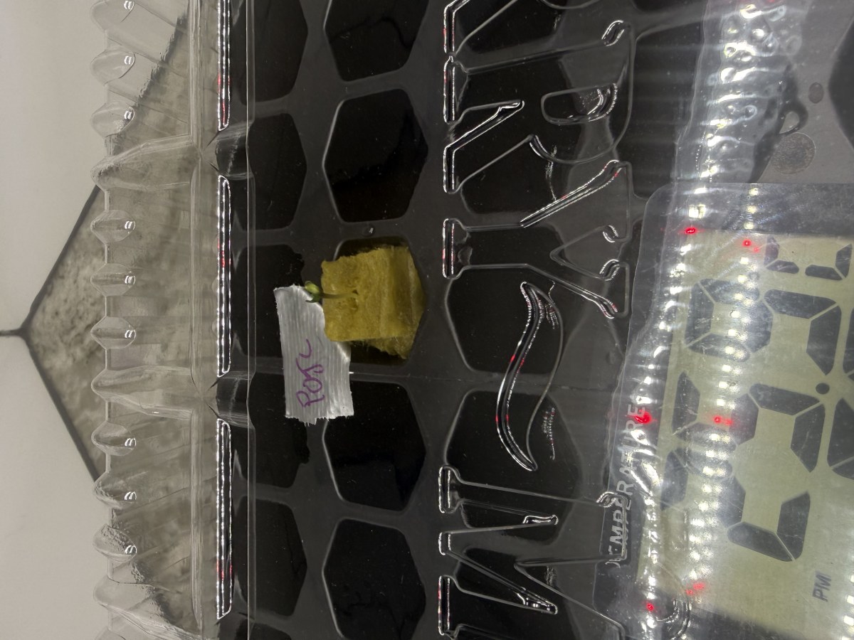 bbs-grow-diaries/blimburnseeds-com/user-40173/e7659031b6cea7de