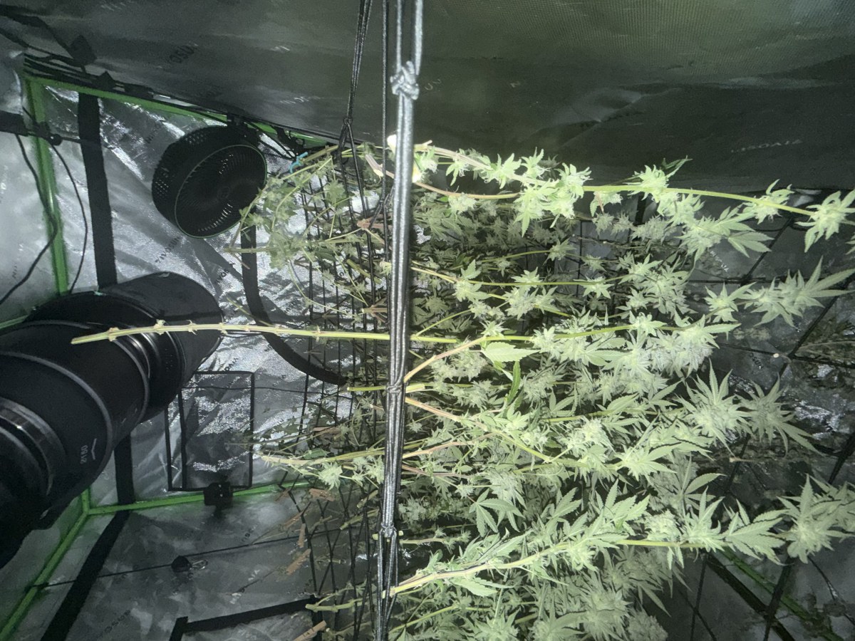 bbs-grow-diaries/blimburnseeds-com/user-40173/ebb71d0cf884f679