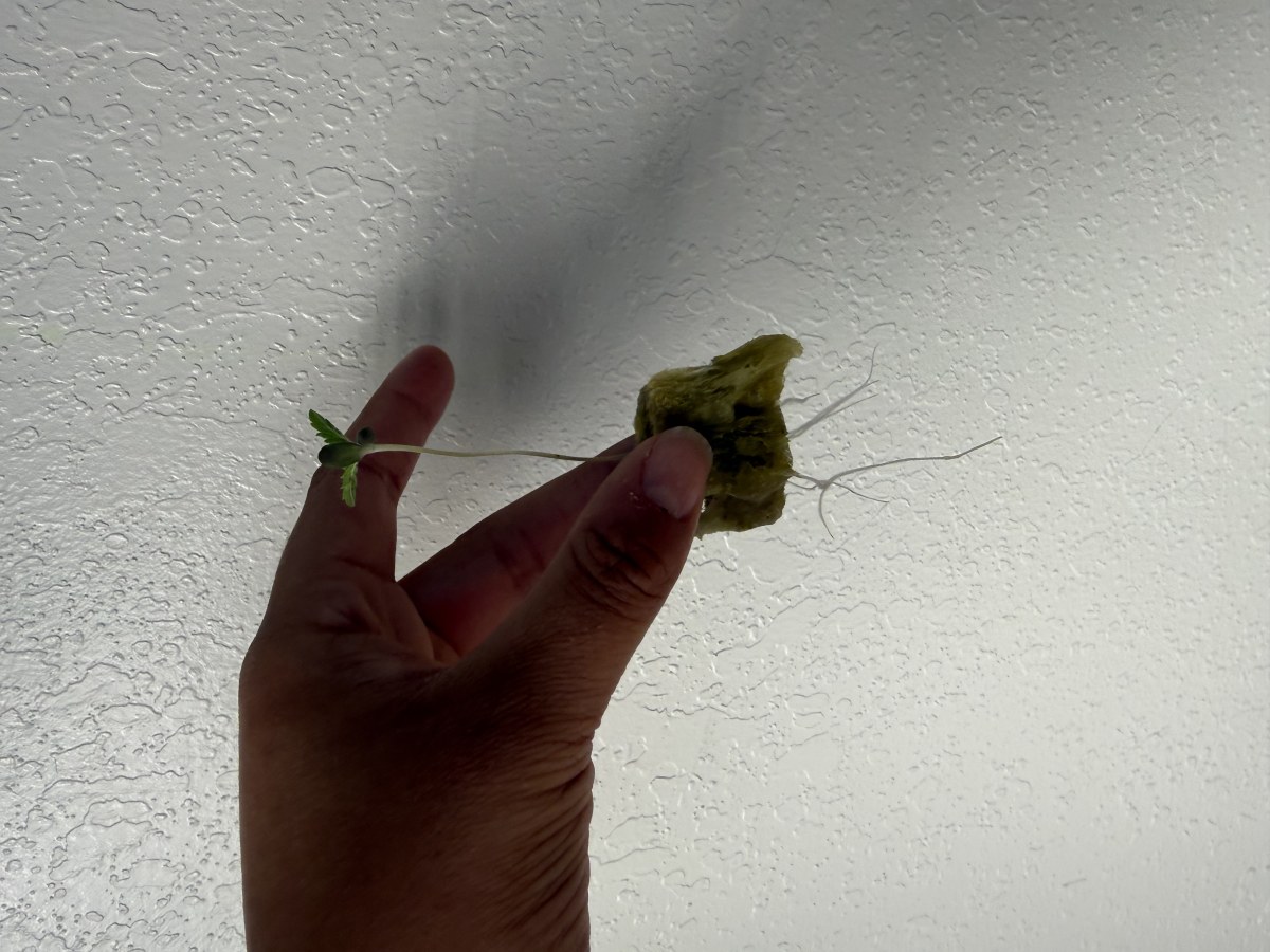 bbs-grow-diaries/blimburnseeds-com/user-40173/ebeb9e7a16f0df24