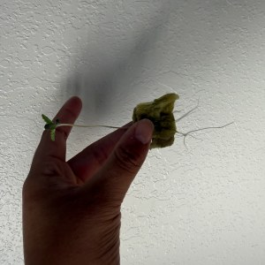 bbs-grow-diaries/blimburnseeds-com/user-40173/ebeb9e7a16f0df24