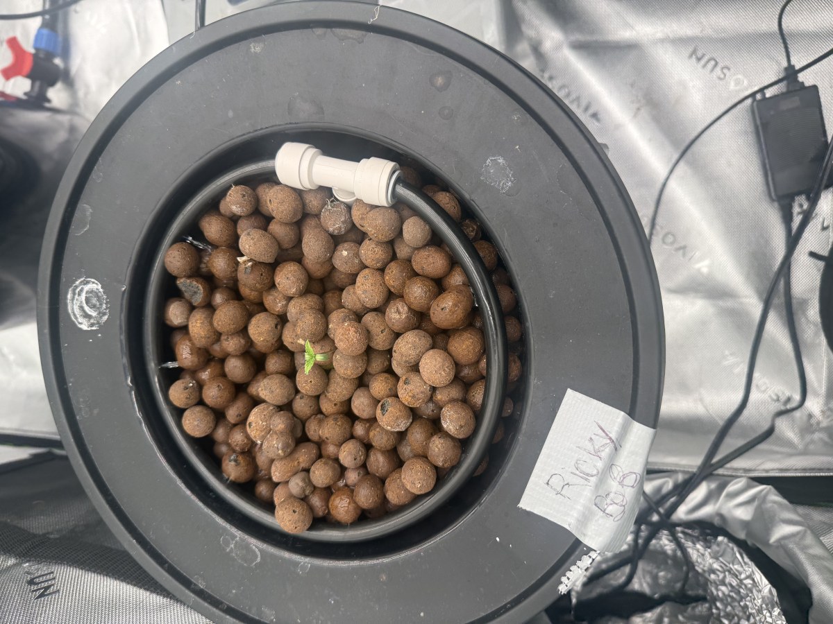 bbs-grow-diaries/blimburnseeds-com/user-40173/ec3a157aaa596f8f