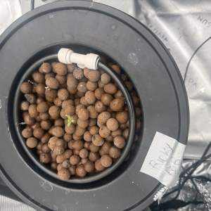 bbs-grow-diaries/blimburnseeds-com/user-40173/ec3a157aaa596f8f