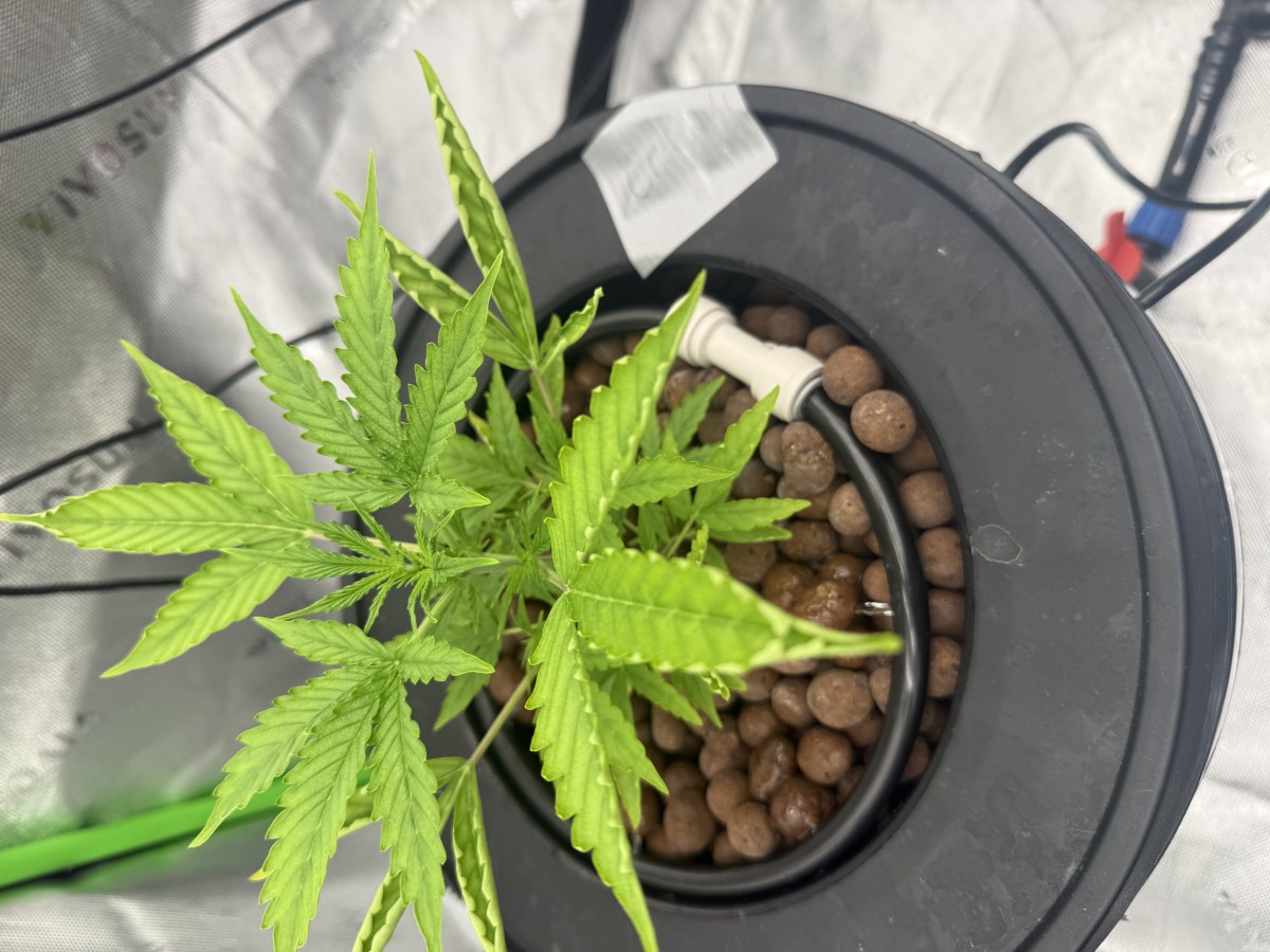 bbs-grow-diaries/blimburnseeds-com/user-40173/ecd46f8881da0411