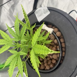 bbs-grow-diaries/blimburnseeds-com/user-40173/ecd46f8881da0411