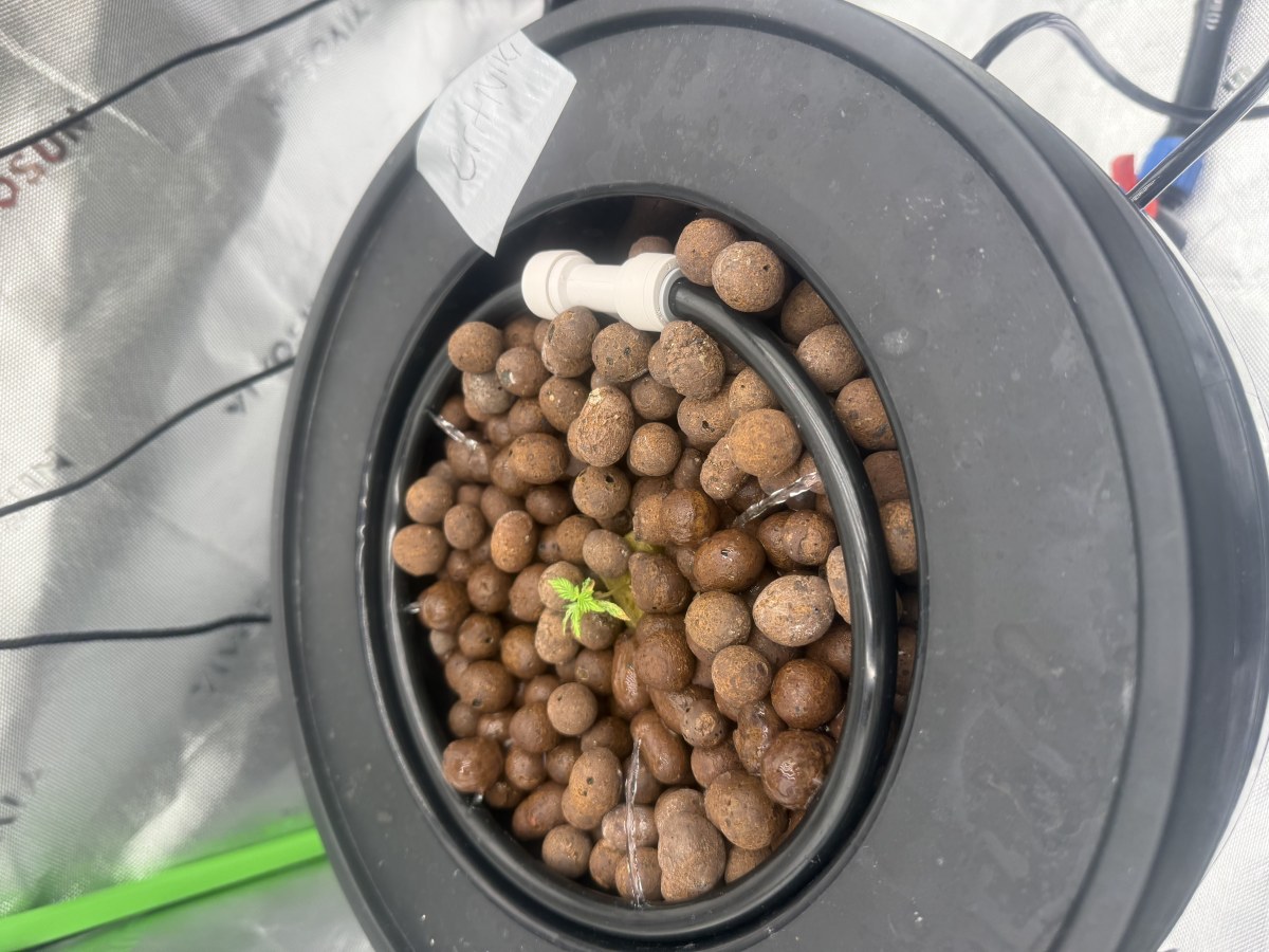 bbs-grow-diaries/blimburnseeds-com/user-40173/ed7a59fb766a56f4