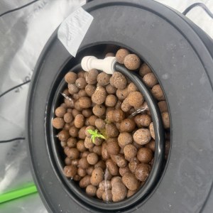 bbs-grow-diaries/blimburnseeds-com/user-40173/ed7a59fb766a56f4