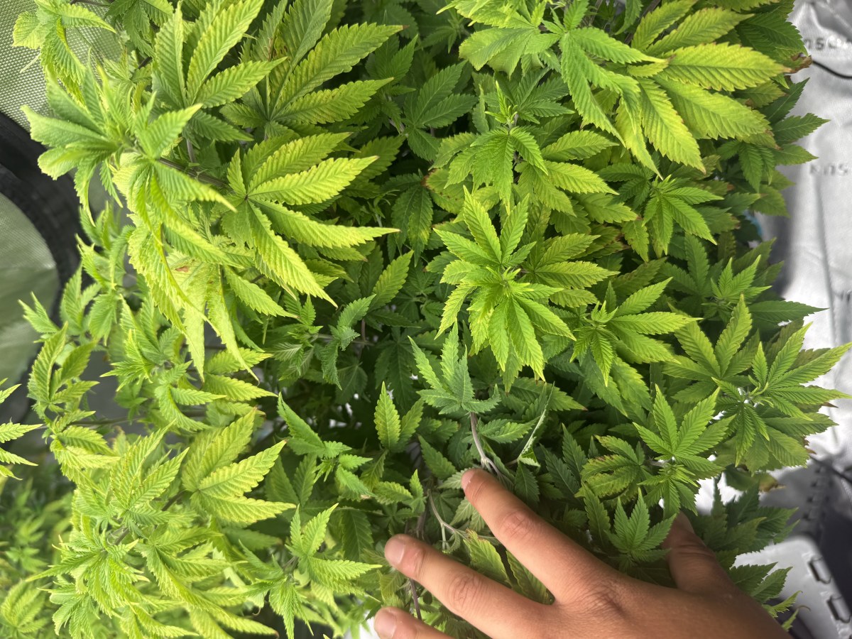 bbs-grow-diaries/blimburnseeds-com/user-40173/f18ccd6330581882