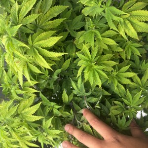 bbs-grow-diaries/blimburnseeds-com/user-40173/f18ccd6330581882
