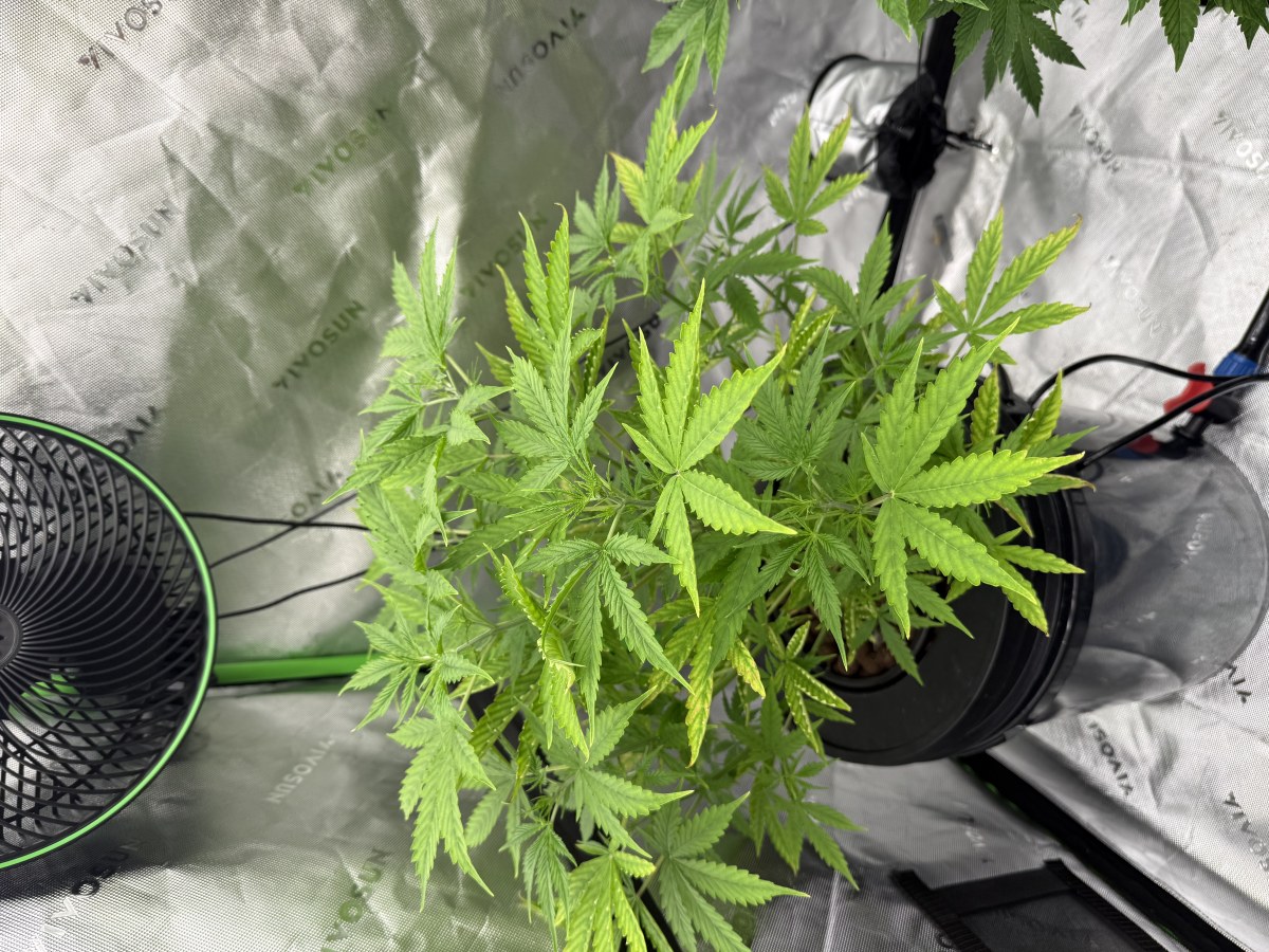 bbs-grow-diaries/blimburnseeds-com/user-40173/f28367e81d9e3fc1