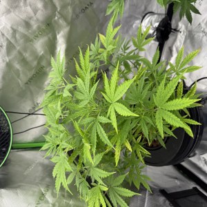 bbs-grow-diaries/blimburnseeds-com/user-40173/f28367e81d9e3fc1
