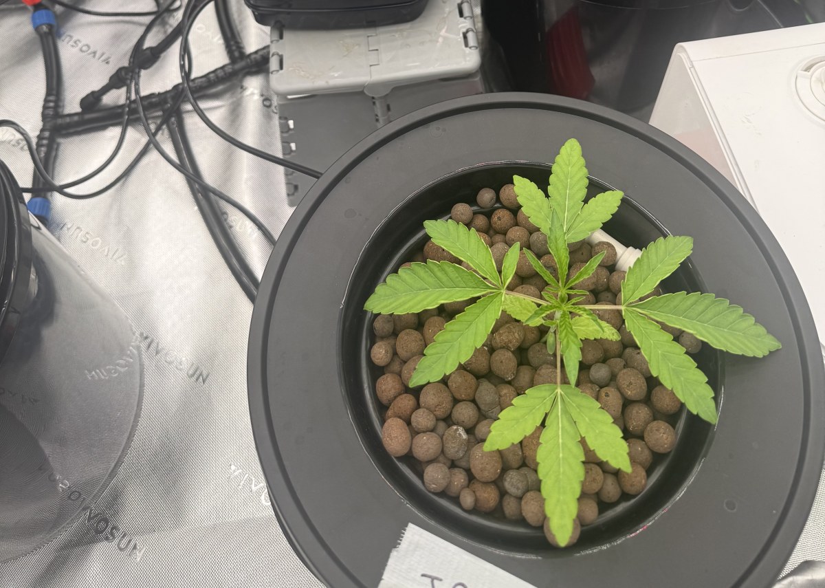 bbs-grow-diaries/blimburnseeds-com/user-40173/f32be69a692bd505