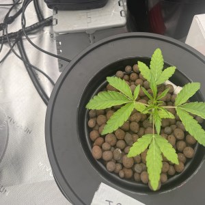 bbs-grow-diaries/blimburnseeds-com/user-40173/f32be69a692bd505