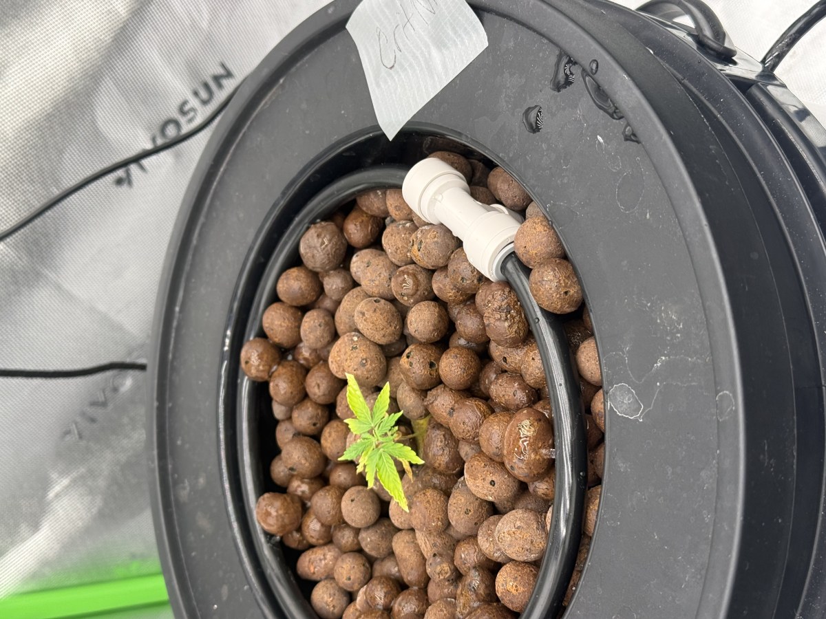 bbs-grow-diaries/blimburnseeds-com/user-40173/f4f76c59c6f7e195
