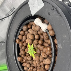 bbs-grow-diaries/blimburnseeds-com/user-40173/f4f76c59c6f7e195