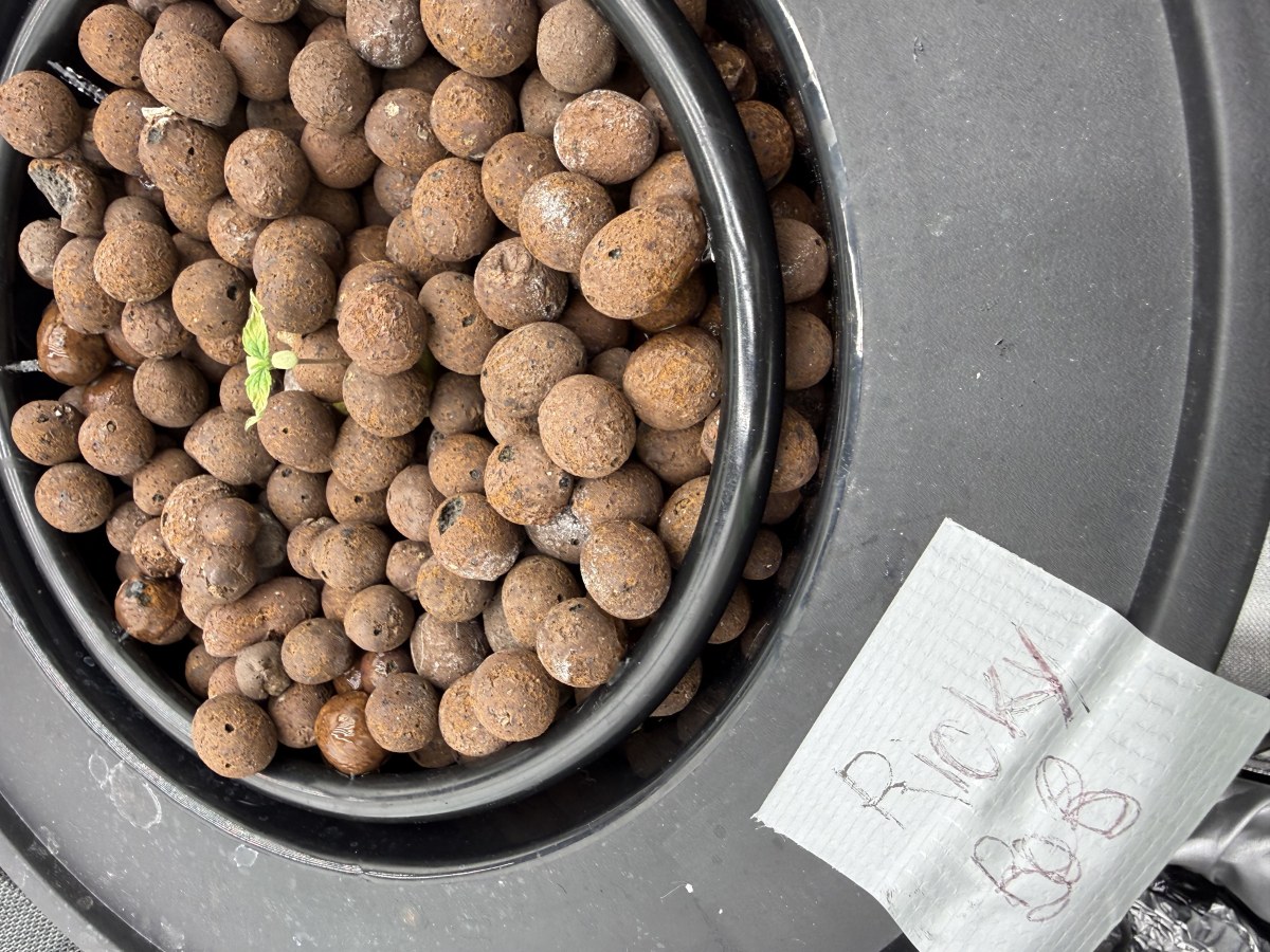 bbs-grow-diaries/blimburnseeds-com/user-40173/f5615166d9d488a5