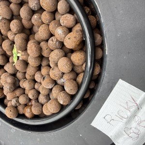 bbs-grow-diaries/blimburnseeds-com/user-40173/f5615166d9d488a5