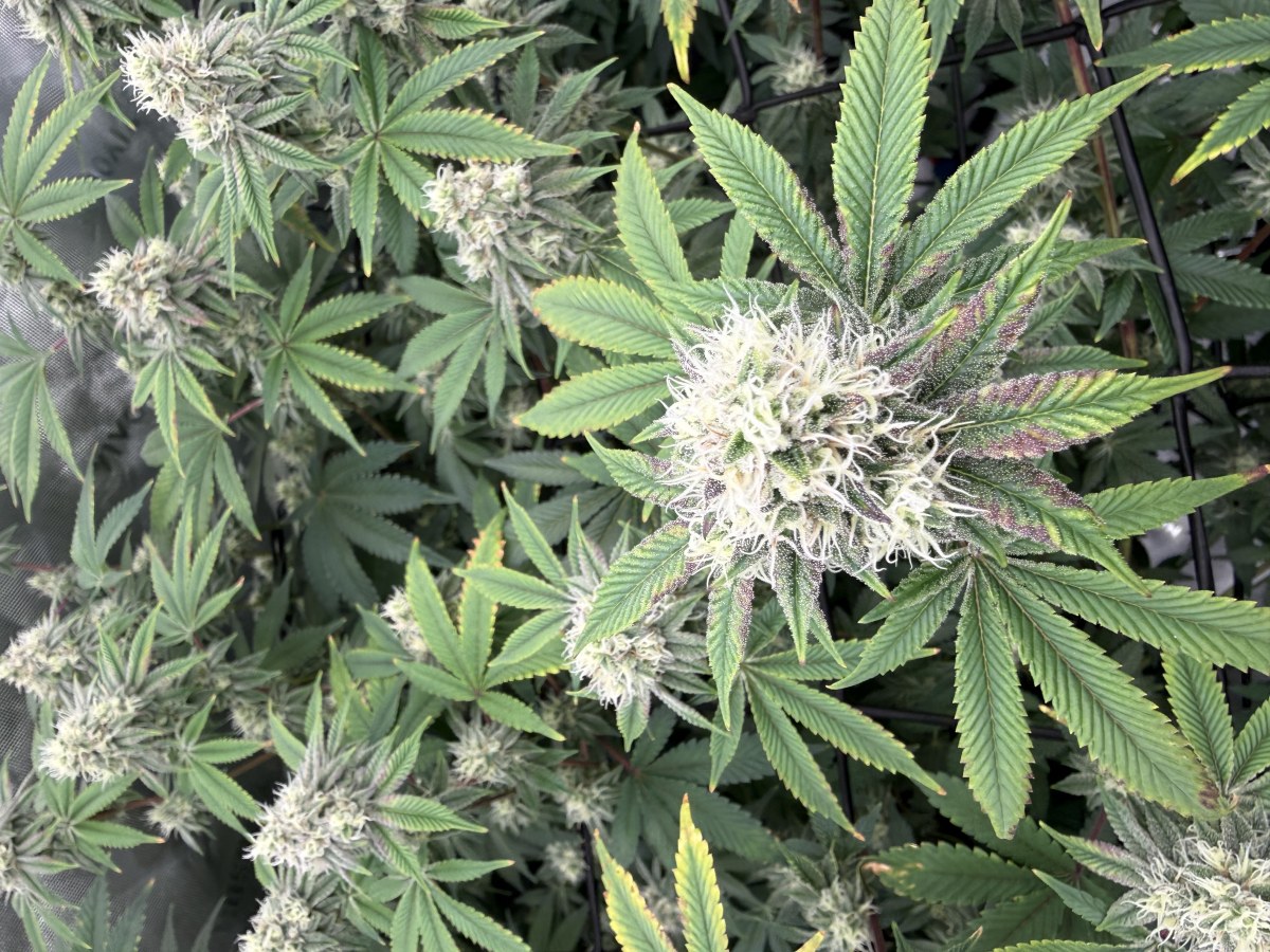 bbs-grow-diaries/blimburnseeds-com/user-40173/fd59edc2331e00f7