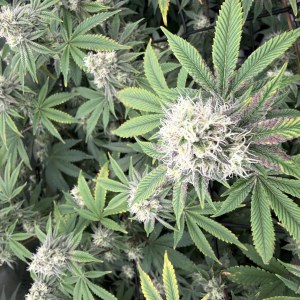 bbs-grow-diaries/blimburnseeds-com/user-40173/fd59edc2331e00f7