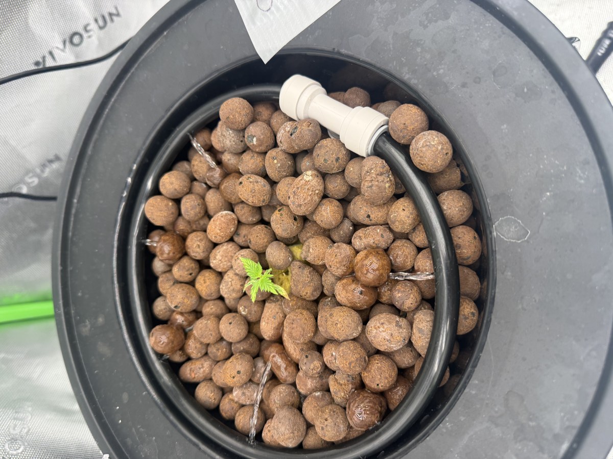 bbs-grow-diaries/blimburnseeds-com/user-40173/fe872d3c33dd4458