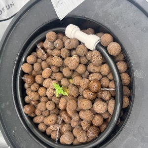 bbs-grow-diaries/blimburnseeds-com/user-40173/fe872d3c33dd4458
