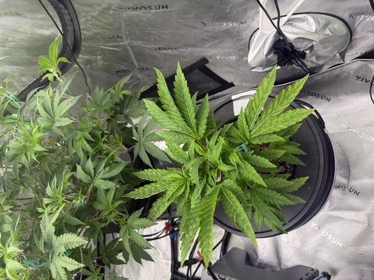 bbs-grow-diaries/blimburnseeds-com/user-40173/ff2c9c076bcb4213