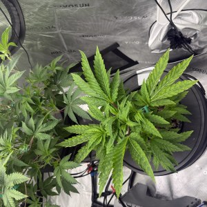 bbs-grow-diaries/blimburnseeds-com/user-40173/ff2c9c076bcb4213