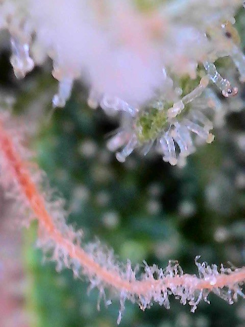 bbs-grow-diaries/blimburnseeds-com/user-40173/fff2c481b6613662