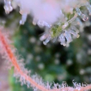 bbs-grow-diaries/blimburnseeds-com/user-40173/fff2c481b6613662