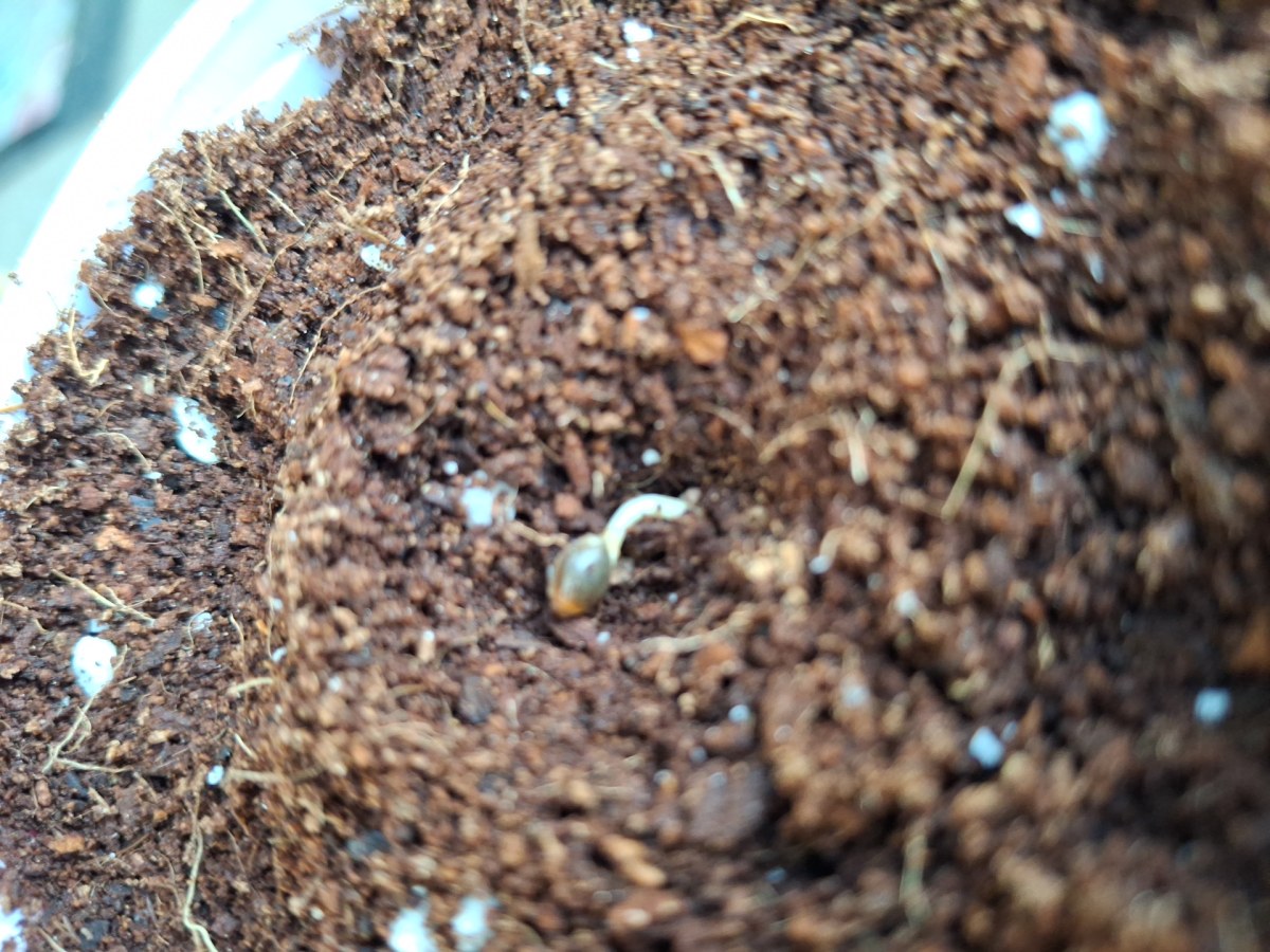 bbs-grow-diaries/blimburnseeds-com/user-41892/385d62dba5ef260c