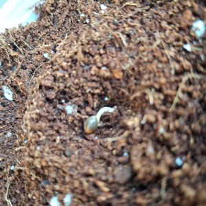 bbs-grow-diaries/blimburnseeds-com/user-41892/385d62dba5ef260c
